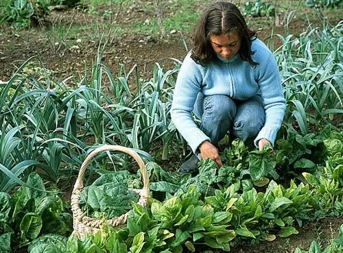 Соберите урожай шпината