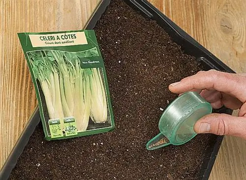 Сеять сельдерей ребристый