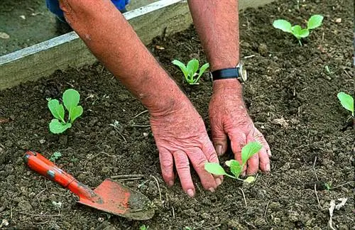 Посадка и пересадка пекинской капусты