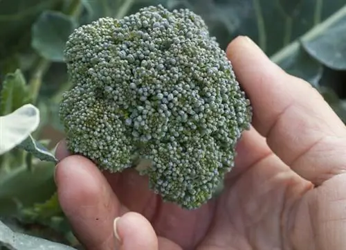 Собираем капусту брокколи