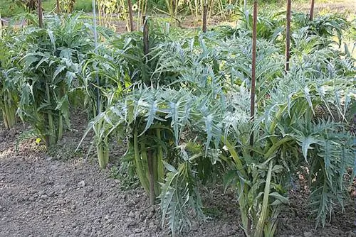 Когда и как сеять кардон: советы