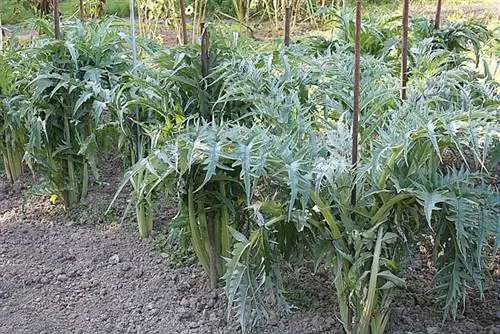 Когда и как сеять кардон: советы