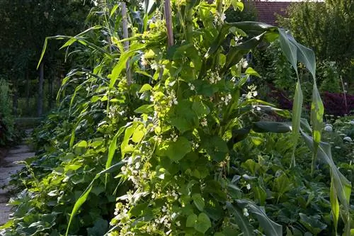 Объедините фасоль, кукурузу и тыкву в огороде