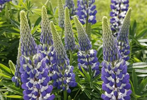 Люпен, хозяйка