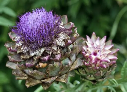 Артишок в цветке
