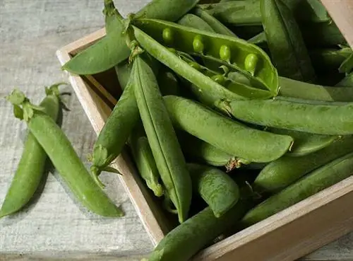 Севооборот гороха