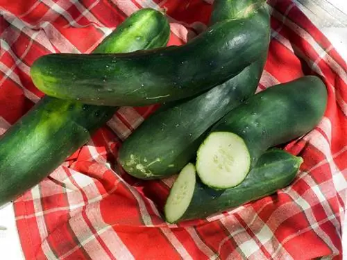 Как сеять огурцы в теплую погоду: шаг за шагом