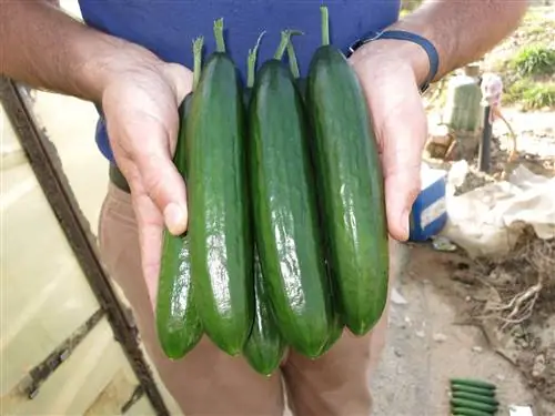 Всё, что нужно знать о Крокделисе: мягкий и сладкий огурец