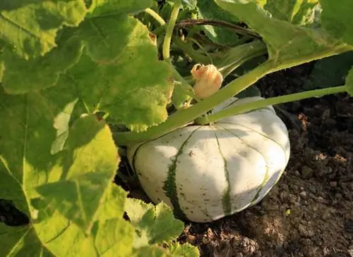 Удобряйте тыкву