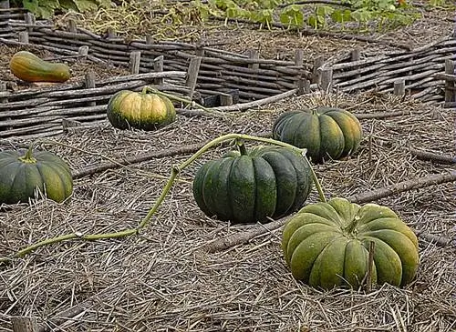 Мульчируйте тыкву