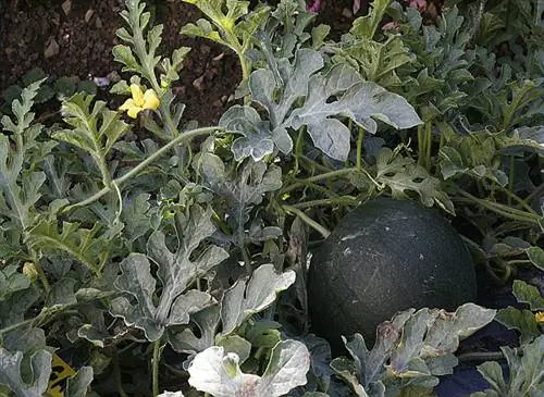 Удобряйте арбуз