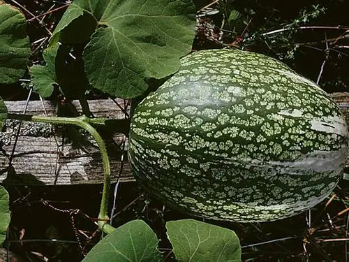 Сиамский сквош