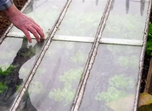 Защита эскаролового цикория на огороде