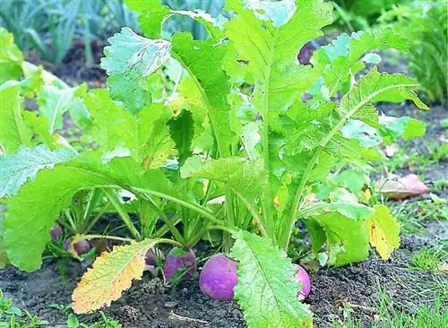 Богатая водой ранняя репа сочная и слегка сладкая.