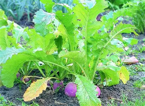 Инструкция по выращиванию репы и уходу за ней