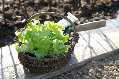 Посадка салата осенью: правильные шаги