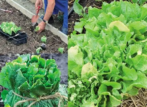 Посадите эскарол осенью