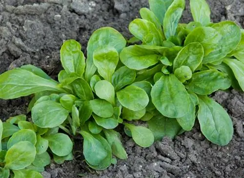 Когда и как поливать салат барашка на огороде