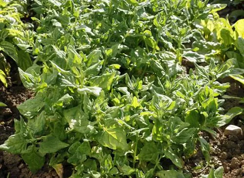 Tetragonia Tetragonioides, новозеландский шпинат (сад Лакенекси)