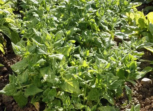 Посев тетрагона