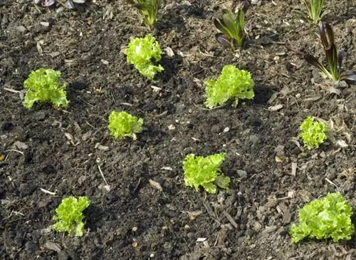 Салат нарезать - Jardin de Bagatelle