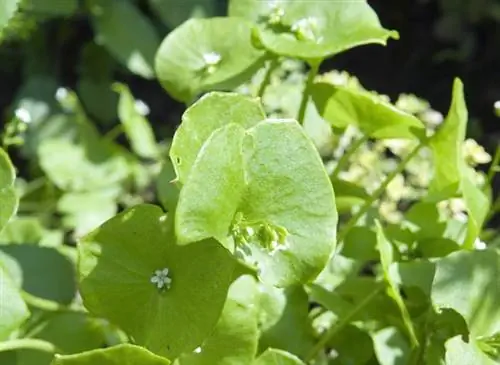 Посев кубинского клейтона