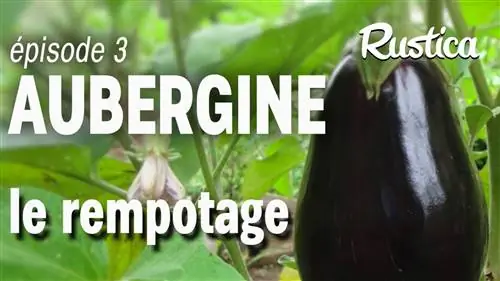 Как пересаживать баклажаны после пересадки