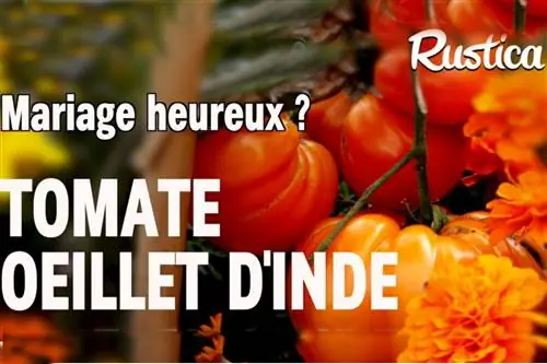 Помидоры и бархатцы – счастливый или несчастливый брак?
