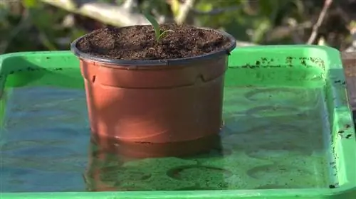 Как пересадить рассаду томатов в жару?