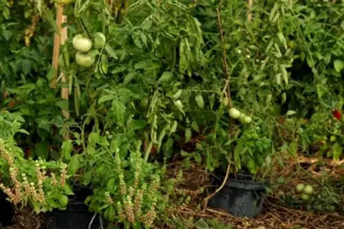 Отзыв о выращивании томатов в теплицах в конце лета: 3-я серия