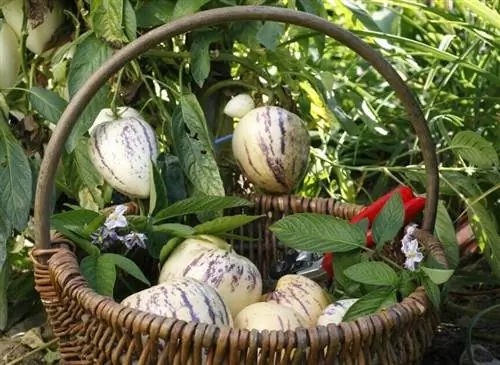 Урожай пепино или дыни-груши сорта «Золотая».