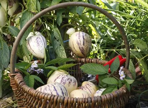 Успешно вырастить старые фрукты и овощи