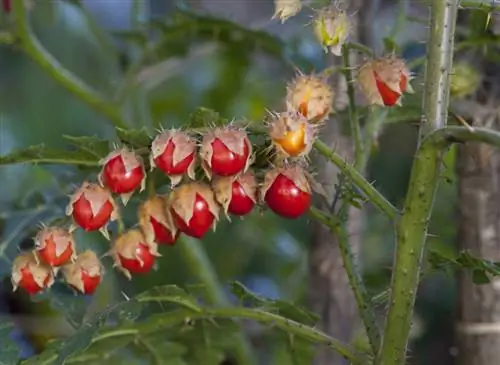 Лист выращивания: Бальбис паслен (Solanum sisymbriifolium)