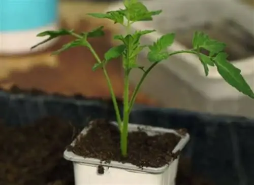 Удачно брать черенки для томатных гурманов