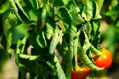 Как предотвратить скручивание листьев томатов: правильные шаги