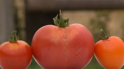 Выбираем сорта томатов, адаптированные к северу Франции