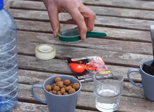 Посев помидоров в переработанную бутылку