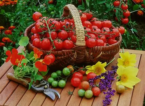 Продуктивные плодоносящие овощи: 6 сортов для обильного урожая