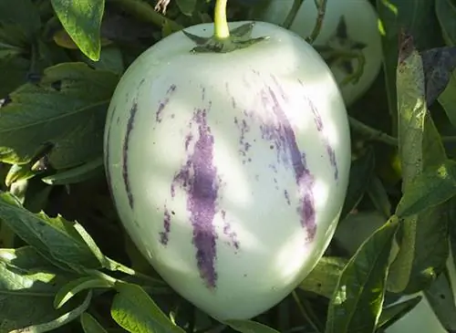 Выращивание груши-дыни