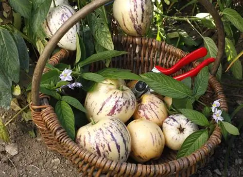 Посейте дыню-грушу