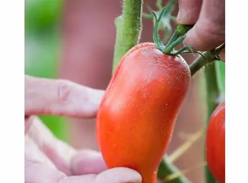 Помидор «Андин Корню»