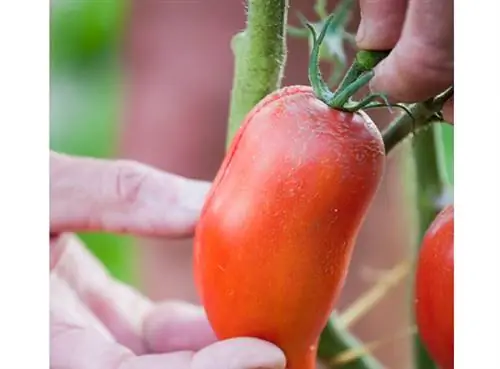 Лист выращивания: томат «Андин Корню»