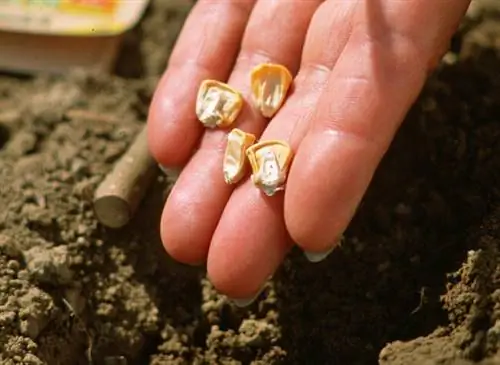 Рассада сахарной кукурузы (Zea mays saccharata) в карманах.