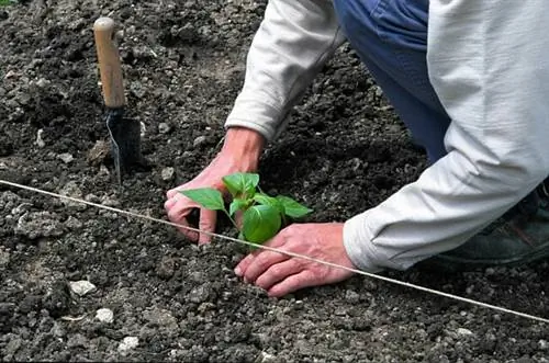 Посадка и мульчирование перца Бресс.