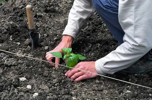 Посадите и мульчируйте перец Бресс