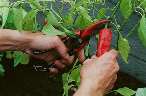 Сбор и хранение перца Бресс.
