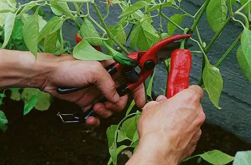 Собирайте и храните перец Бресс
