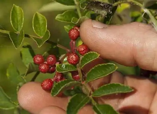 Сычуаньское перечное дерево (Zanthoxylum Piperitum)