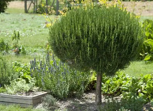 Rosmarinus officinalis (розмарин лекарственный) приводит к стеблю. Замок де ла Бурдезьер