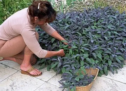 Шалфей (Salvia officinalis)